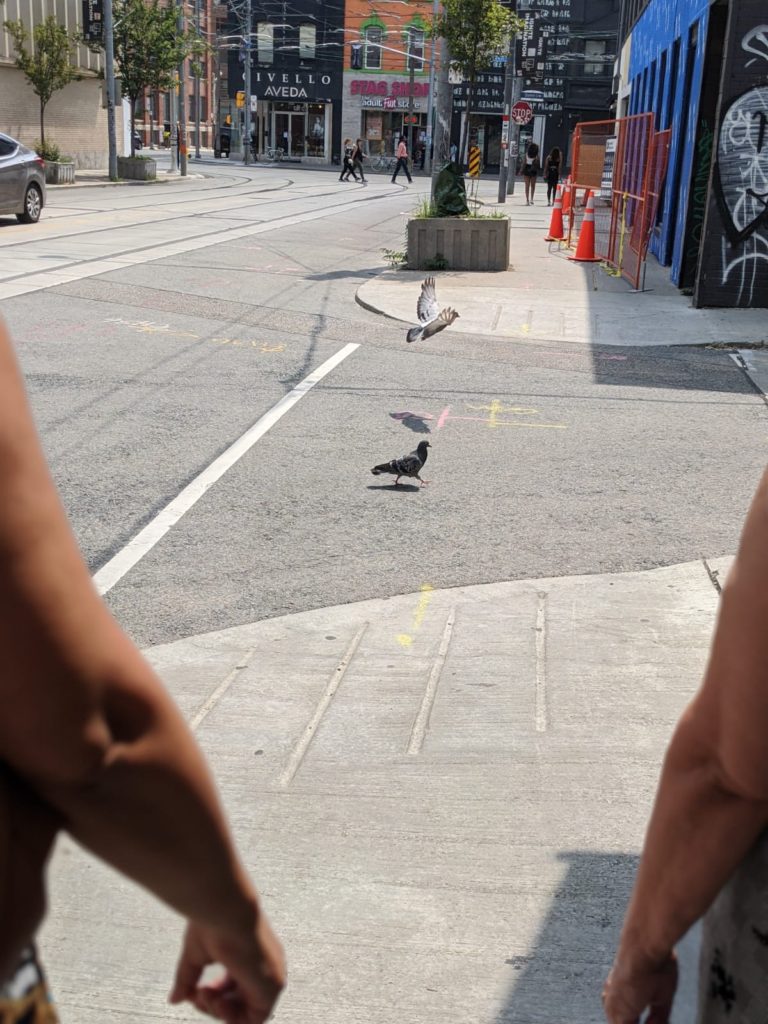 Pigeon Walking Purposefully